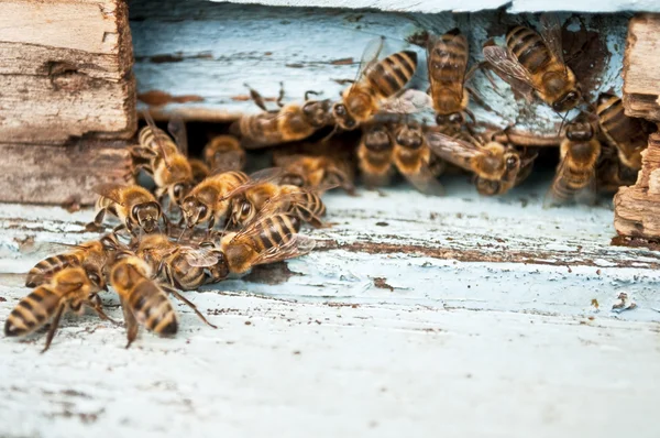 Макроснимок рабочей пчелы — стоковое фото