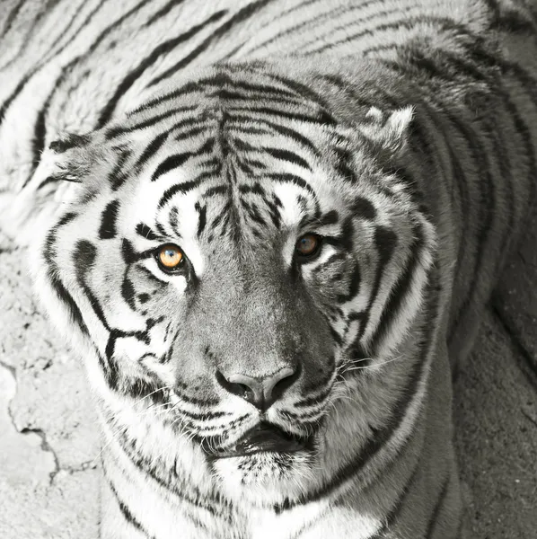 Tigre de Bengala en blanco y negro — Foto de Stock