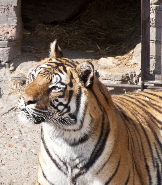 Bengal tiger profile — Stock Photo, Image