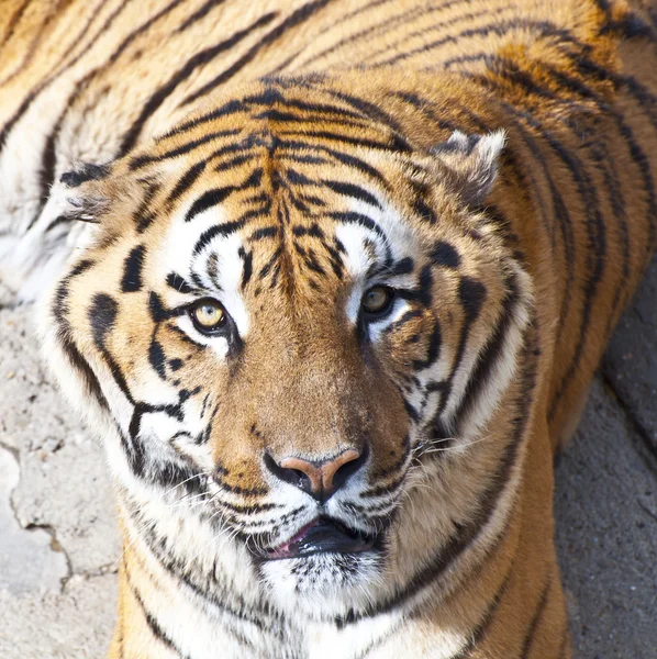 Bengal Tiger Portrait — Stockfoto