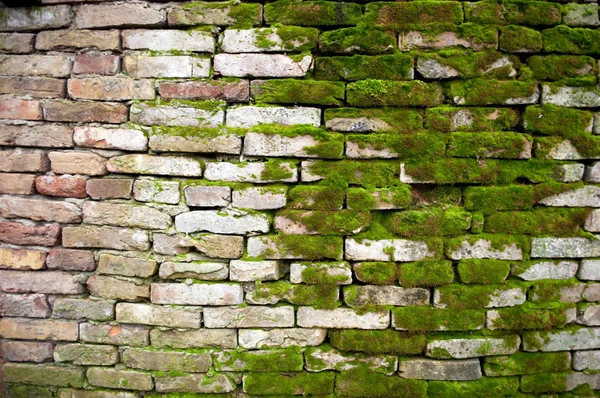 Цегляна стіна з мохом — стокове фото