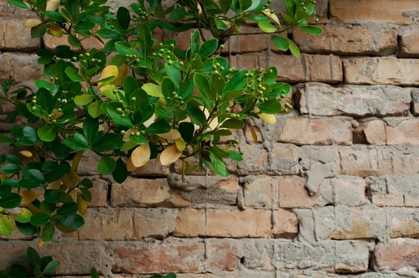 Brick wall and plant — Stock Photo, Image