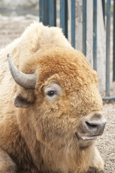 Retrato de búfalo — Fotografia de Stock