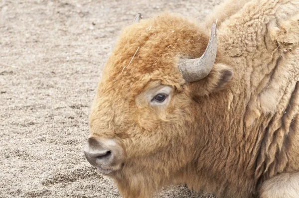 Retrato de bisonte — Foto de Stock