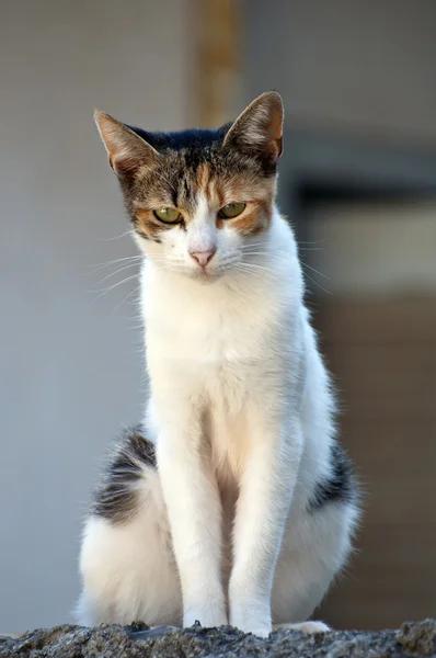 Красивая кошка стоит на бревне — стоковое фото