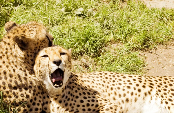Cheetah Çift — Stok fotoğraf