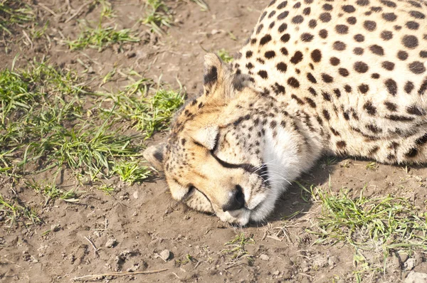 Retrato de un guepardo durmiendo — Foto de Stock