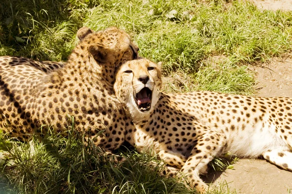 Cheetah avkopplande — Stockfoto