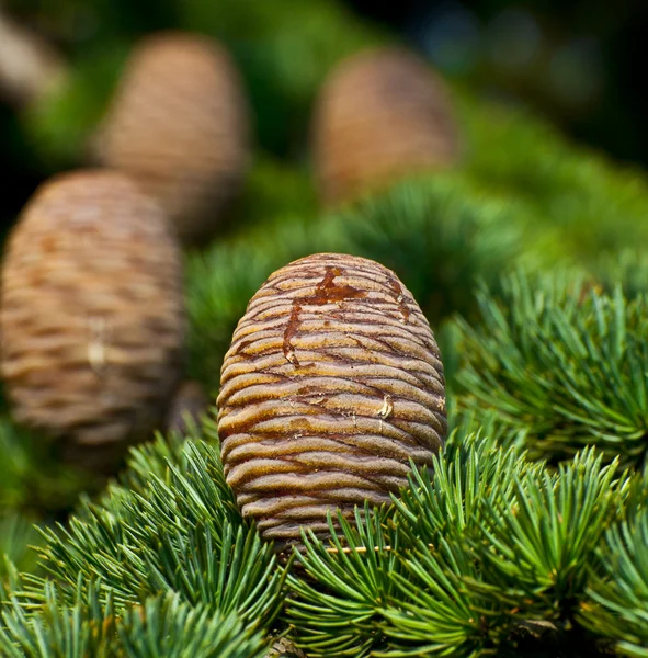 Pine tree och kottar närbild — Stockfoto