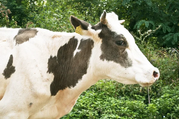 Profil de vache — Photo