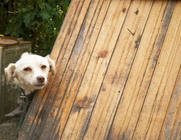 Cão curioso — Fotografia de Stock
