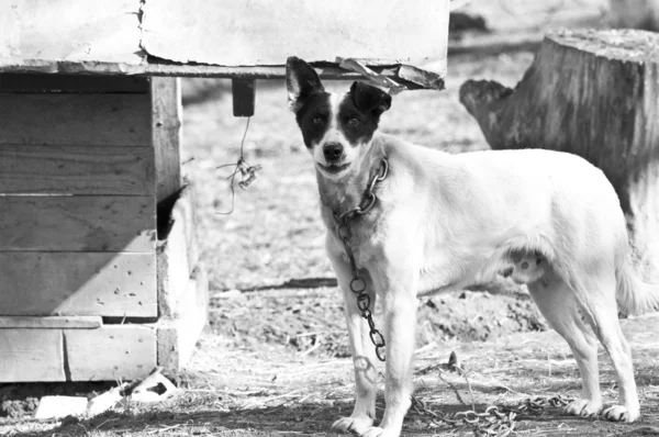 Dog standing in front of dog house