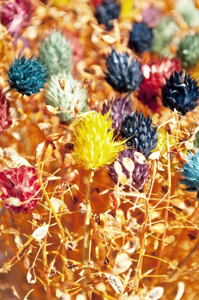 Flores secas fundo — Fotografia de Stock