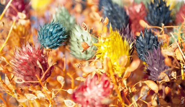 Decorativo colorato fiori secchi sfondo — Foto Stock