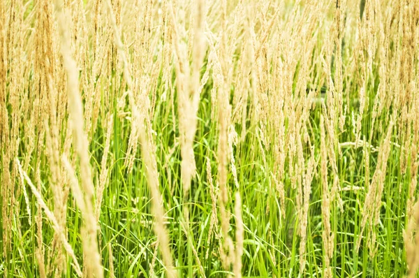 Сухою травою поле — стокове фото