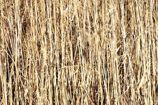 Pozadí seno suché trávy — Stock fotografie