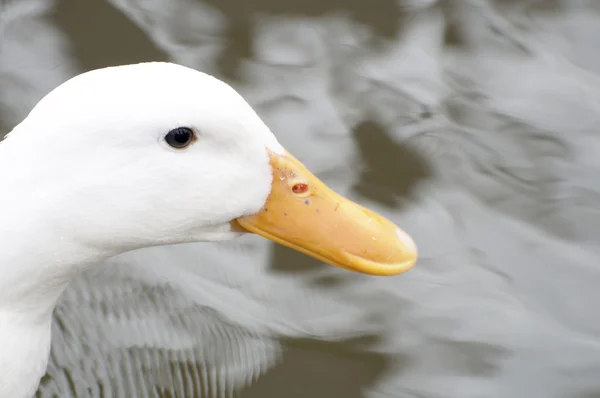 Pato branco (pekins species) de perto — Fotografia de Stock
