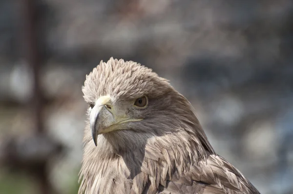 Brown eagle portrait — Stock Photo, Image