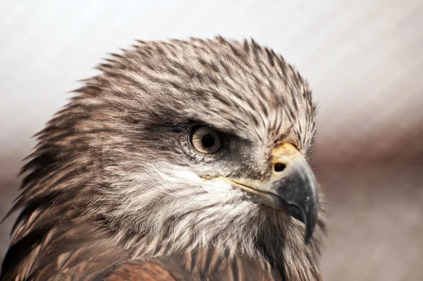Vue profil aigle brun — Photo