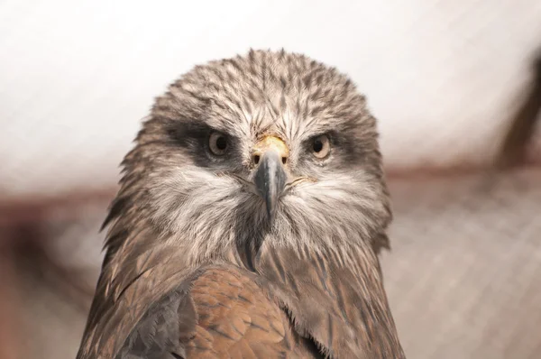 Águila marrón —  Fotos de Stock