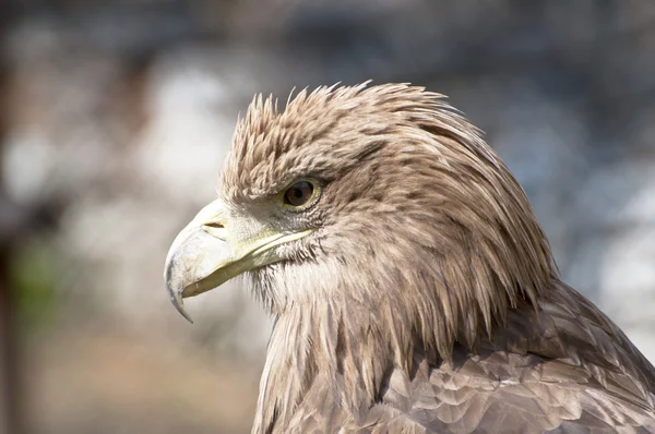 Perfil de águia marrom — Fotografia de Stock