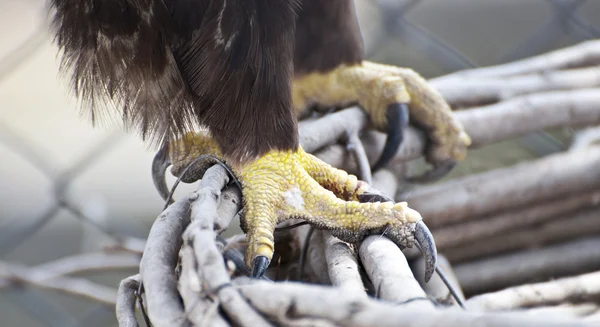 Eagle claws close-up — Stock Photo, Image