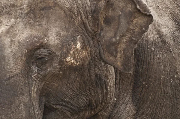 象をクローズ アップ — ストック写真