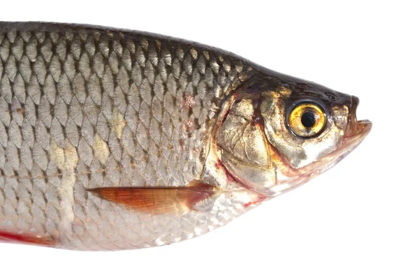 Fish portrait isolated on white — Stock Photo, Image