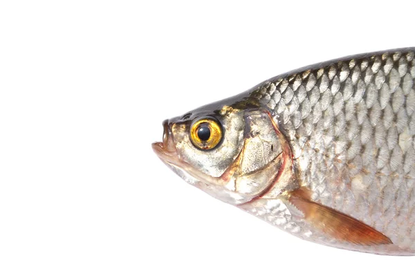 Fish head close-up — Stock Photo, Image