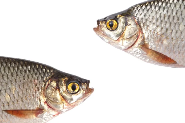 Рибна голова ізольована на білому тлі — стокове фото