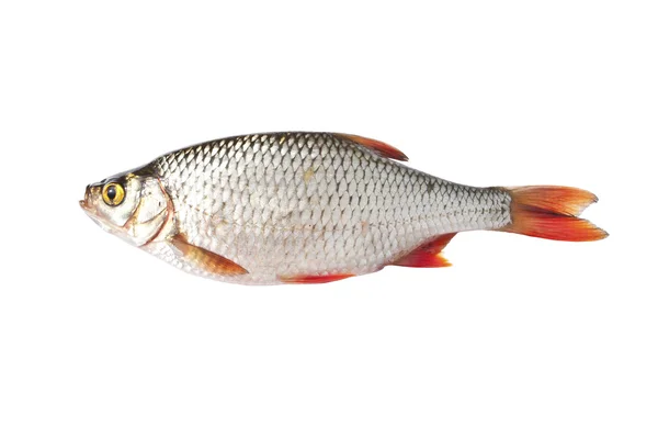 Рыба, изолированная на белом (Scardinius erythrophthalmus ) — стоковое фото