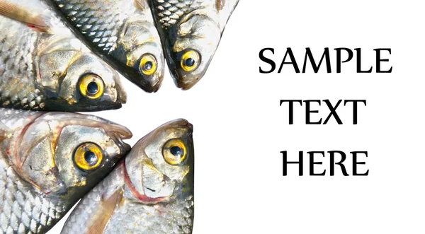 Ryby izolovaných na bílém pozadí s prostorem pro váš text — Stock fotografie