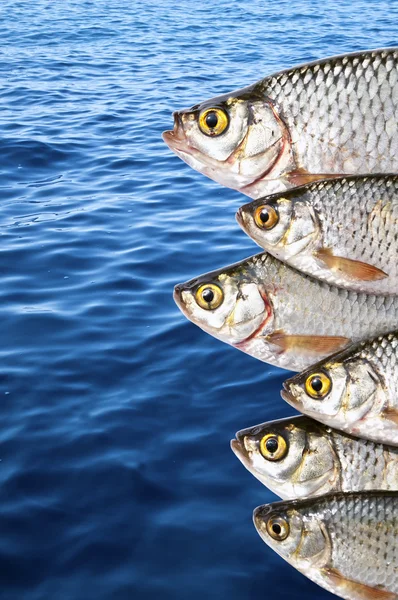 Fresh fish against blue sea — Stock Photo, Image
