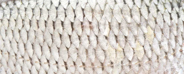 Textur der Fischschuppen — Stockfoto