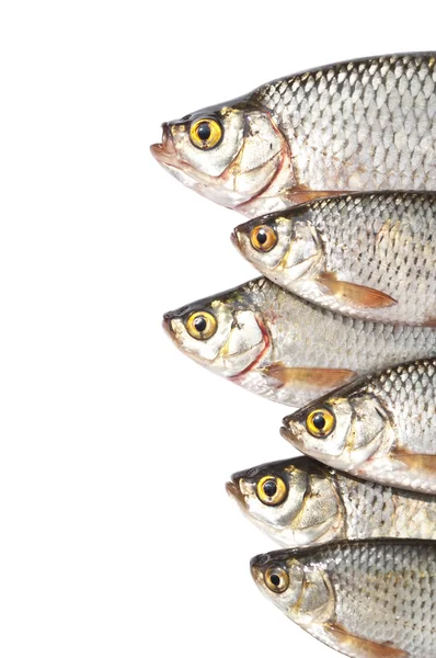 stock image Fishes isolated on white background