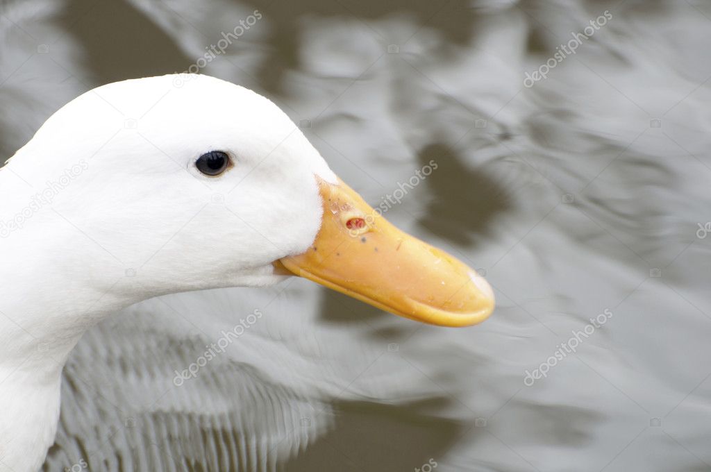 White duck (pekins species) close up