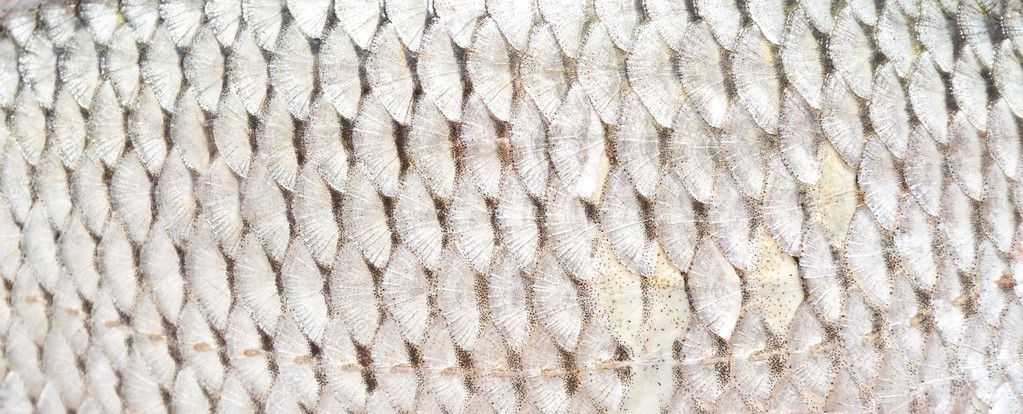 Fish scales texture