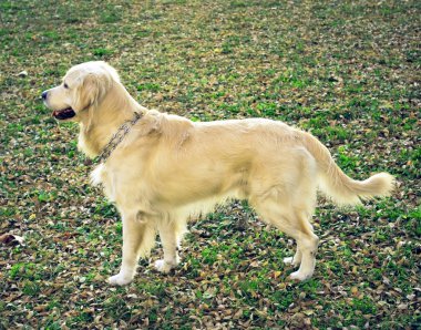 Golden Retriever posing clipart