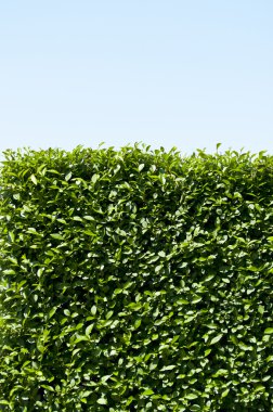 Green hedge against sky clipart