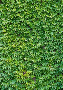 Green ivy wall background clipart