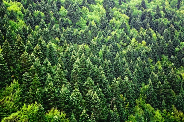 绿色森林背景 — 图库照片