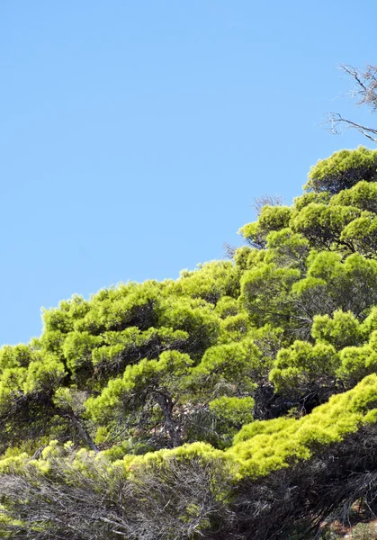 Floresta contra paisagem céu azul — Fotografia de Stock