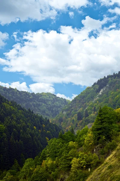 Alpejskiego lasu i niebo pejzaż — Zdjęcie stockowe