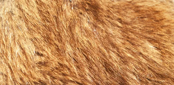 赤キツネの毛皮のマクロ撮影 — ストック写真
