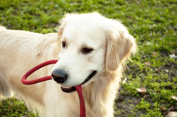 Golden Retriever playing with rope — Stock Photo, Image