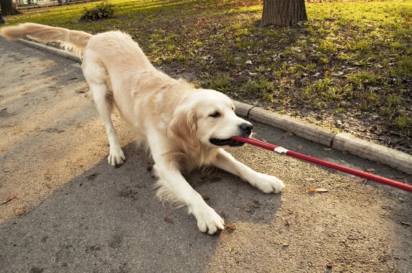 Złoty pies myśliwski, grając z liny — Zdjęcie stockowe