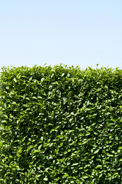 Green hedge against sky — Stock Photo, Image