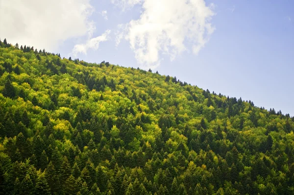 Floresta contra céu azul brilhante — Fotografia de Stock