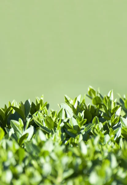Πράσινο γρασίδι σουτ μακροεντολή — Φωτογραφία Αρχείου