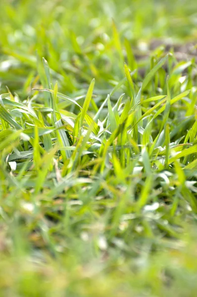Bela textura de grama verde — Fotografia de Stock